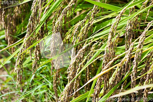 Image of Rice field