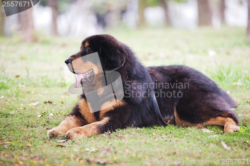 Image of Tibetan Mastiff Dog