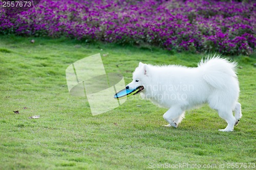 Image of Samoyed dog running