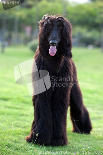 Image of Black afghan hound dog