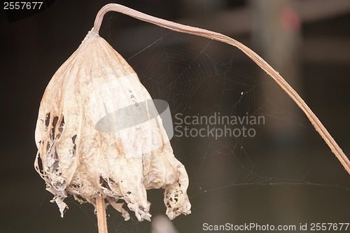 Image of Withering lotus leaf