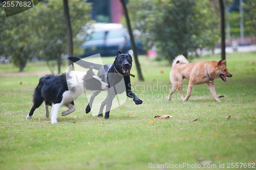 Image of Dogs running