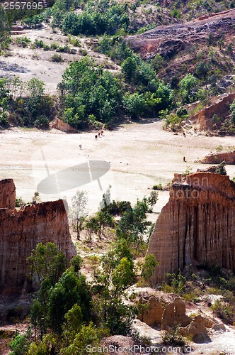 Image of Soil forest