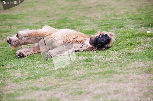 Image of Afghan hound dog