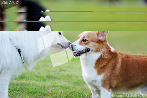 Image of Two dogs