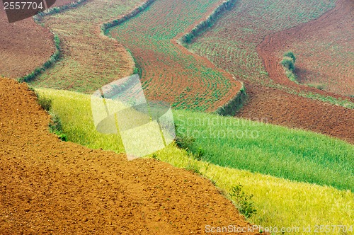 Image of Wheat field