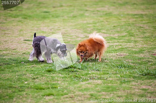 Image of Miniature Schnauzer and Pomeranian dogs