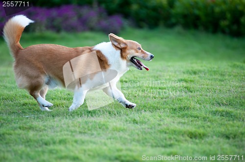 Image of Welsh Corgi dog running