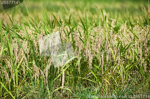 Image of Rice field