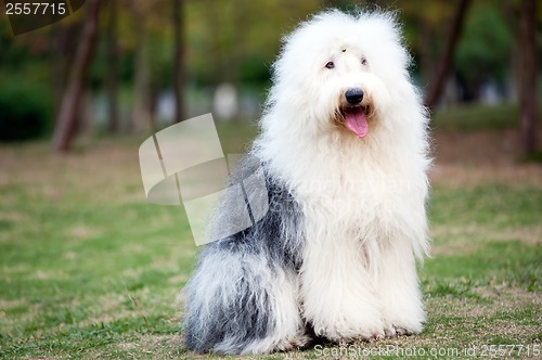 Image of Old English sheepdog