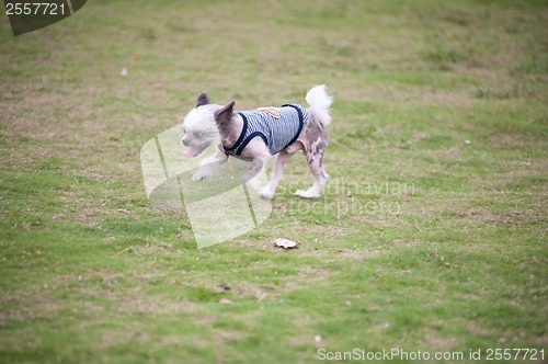 Image of Chihuahua dog running