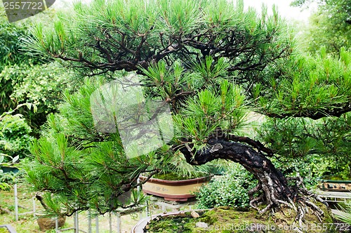 Image of China bonsai