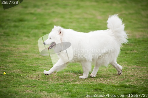 Image of Samoyed dog running