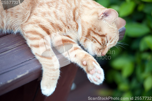 Image of Sleeping cat