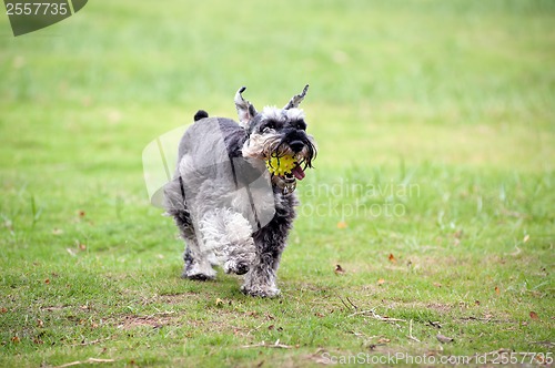 Image of Miniature schnauzer dog