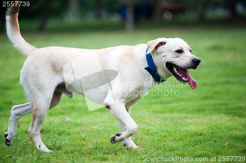 Image of Labrador dog running