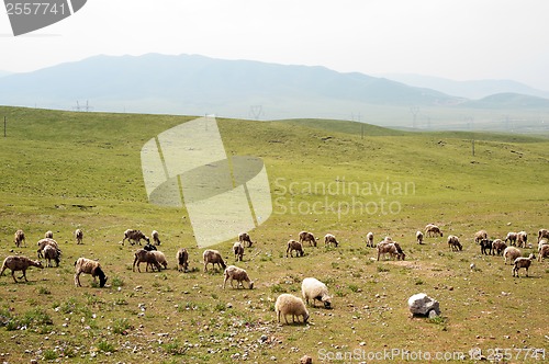 Image of Goats in grassland