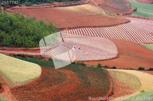 Image of Field landscape