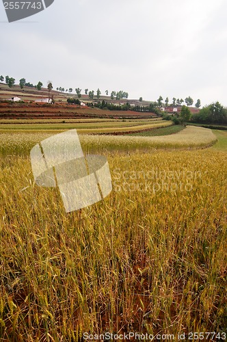Image of Wheat field landscape