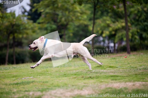 Image of Labrador dog running