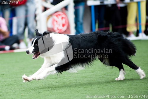 Image of Border Collie dog running