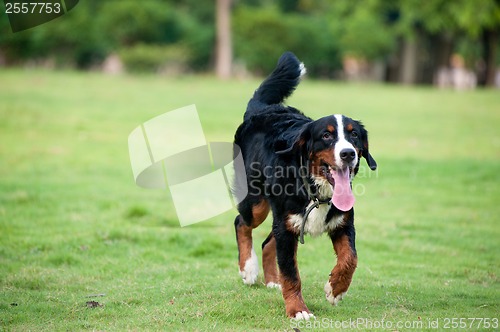 Image of Bernese mountain dog