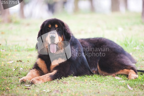 Image of Tibetan Mastiff Dog