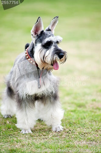 Image of Miniature schnauzer dog