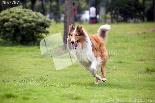 Image of Collie dog running