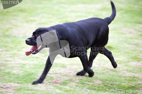 Image of Labrador dog running