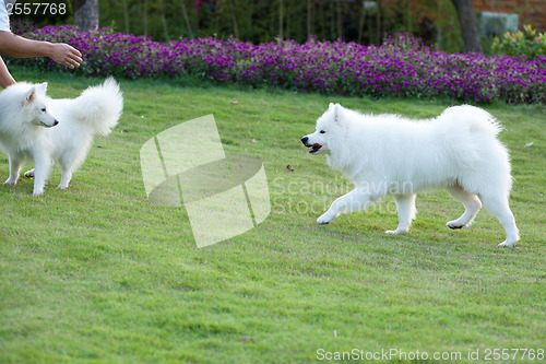 Image of Samoyed dog running