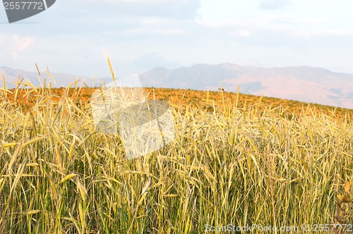 Image of Wheat field