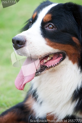 Image of Bernese mountain dog