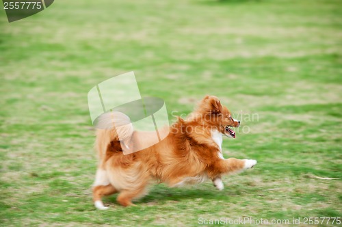 Image of Pomeranian dog running