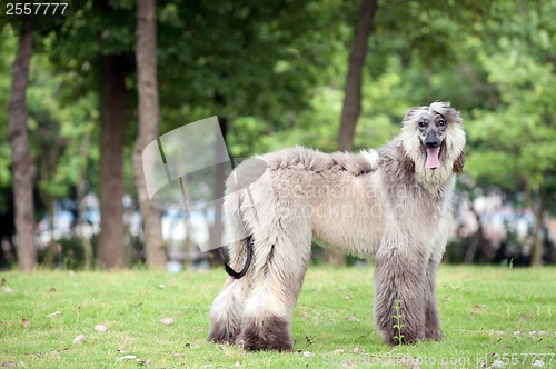 Image of Afghan hound dog standing