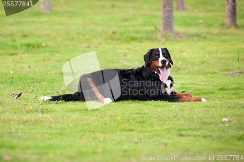 Image of Bernese mountain dog