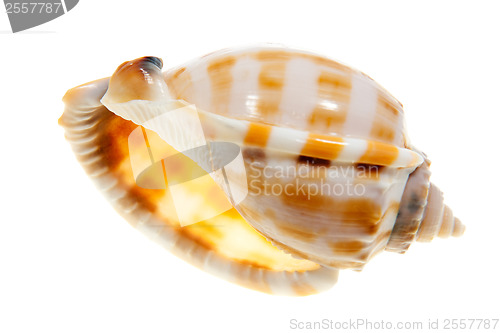 Image of Shell