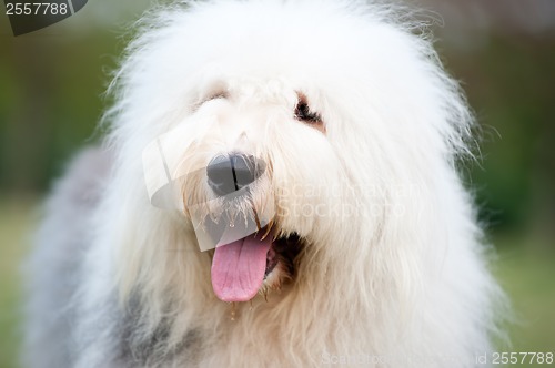 Image of Old English sheepdog