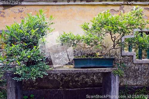 Image of Chinese bonsai