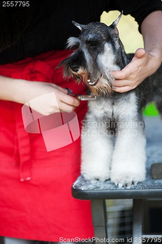 Image of Miniature Schnauzer dog haircut