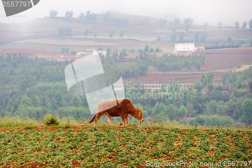 Image of Cattle in wheat field