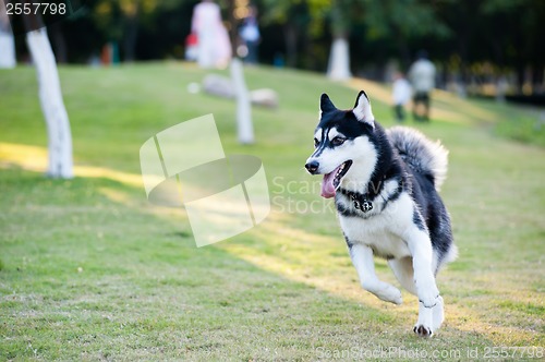 Image of Alaskan Malamute dog running