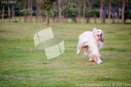 Image of Afghan hound dog running