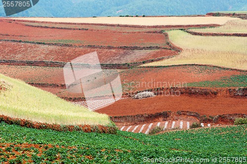 Image of Field landscape