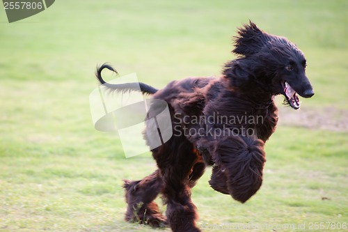 Image of Afghan hound dog running