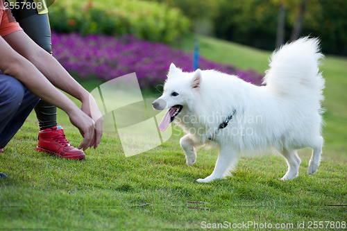 Image of Samoyed dog running