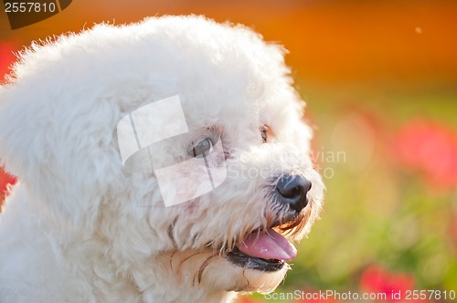 Image of Poodle dog