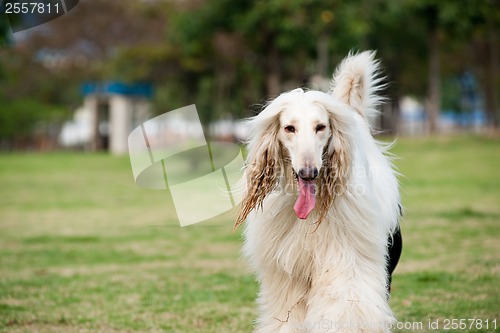 Image of Afghan hound dog