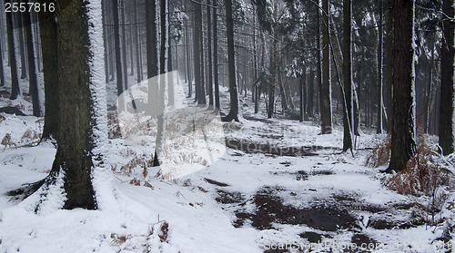 Image of Winter forest