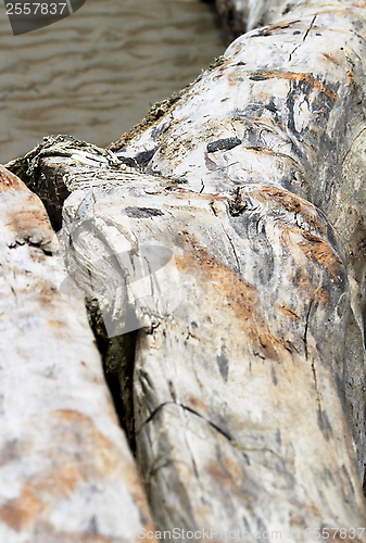 Image of Driftwood